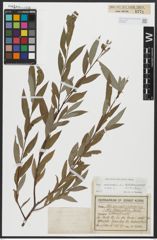 Foto von Salix alba L.